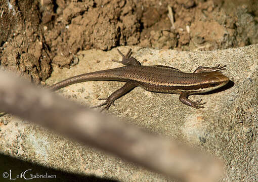 Imagem de Eutropis lapulapu