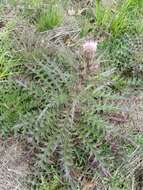 Imagem de Cirsium horridulum Michx.