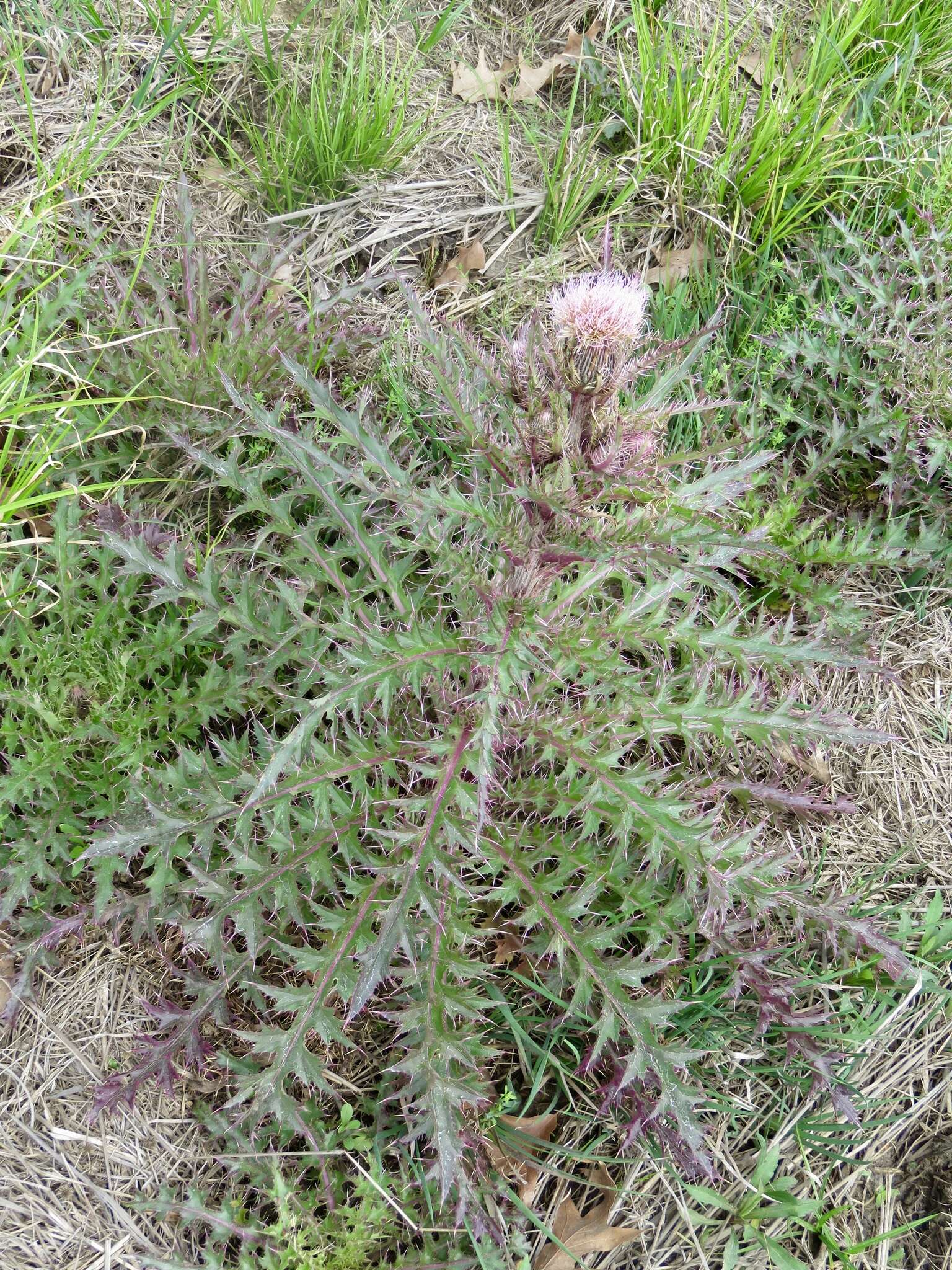 Imagem de Cirsium horridulum Michx.