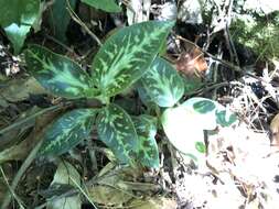 Image of Goodyera daibuzanensis Yamam.