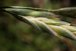 صورة Bromus lithobius Trin.