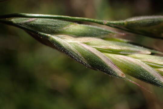 Image of Bromus lithobius Trin.