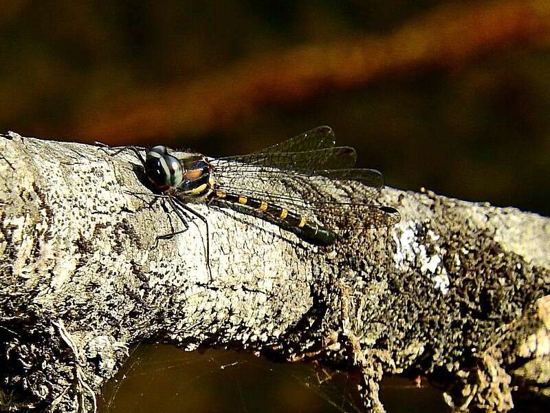 Слика од Cordulephya pygmaea Selys 1871