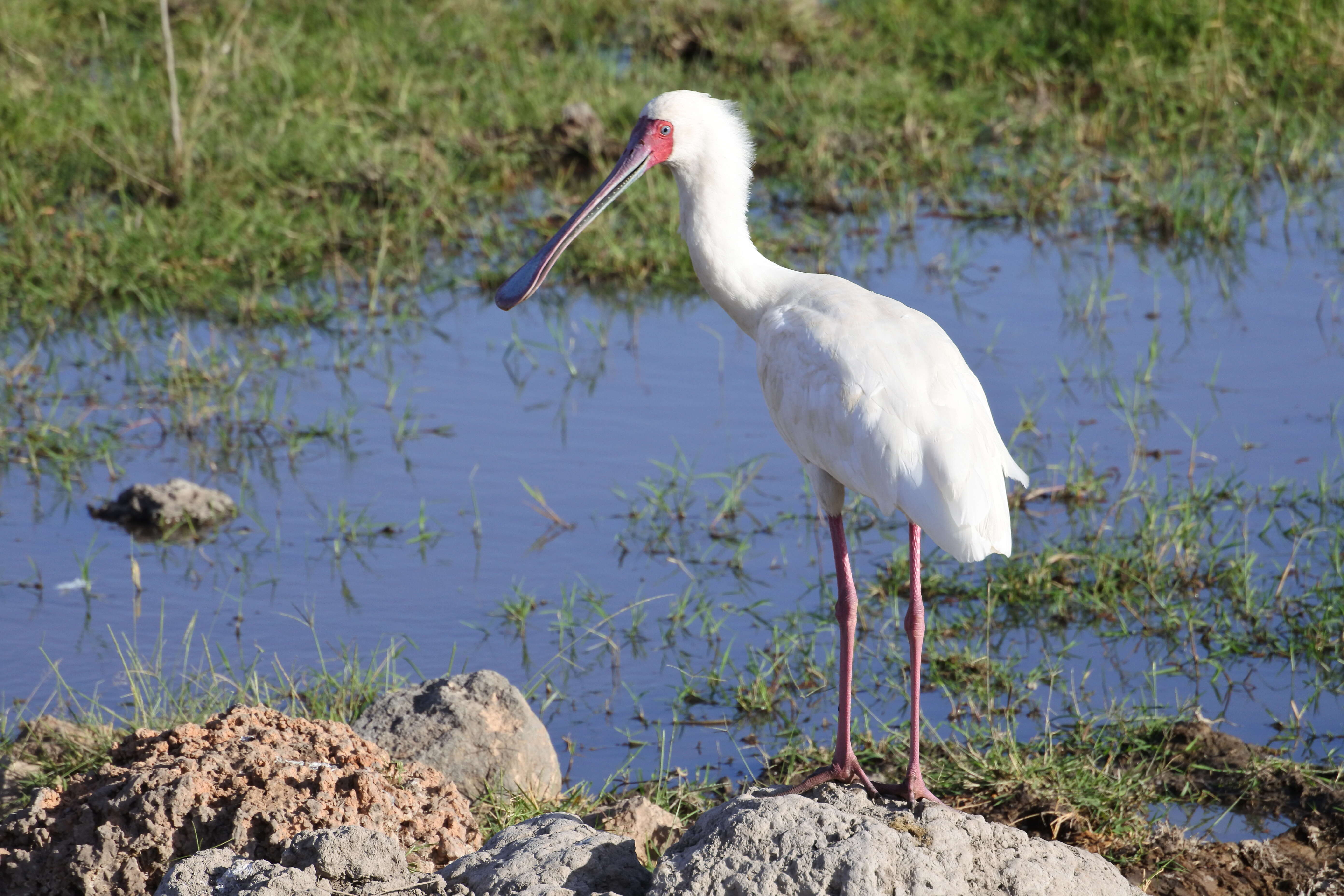 Image of African Spoonbill