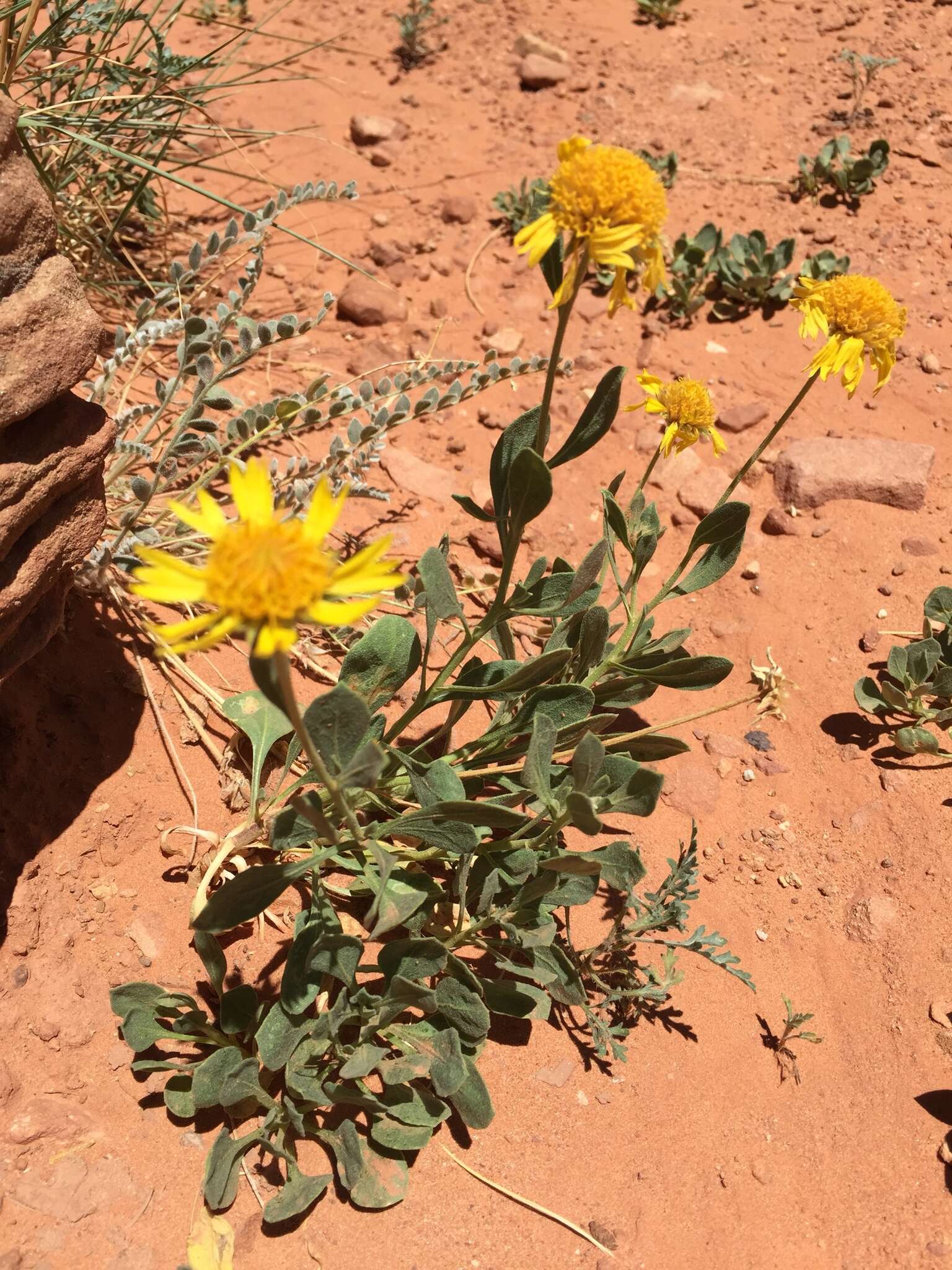 Image of western blanketflower