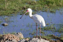 Image of African Spoonbill