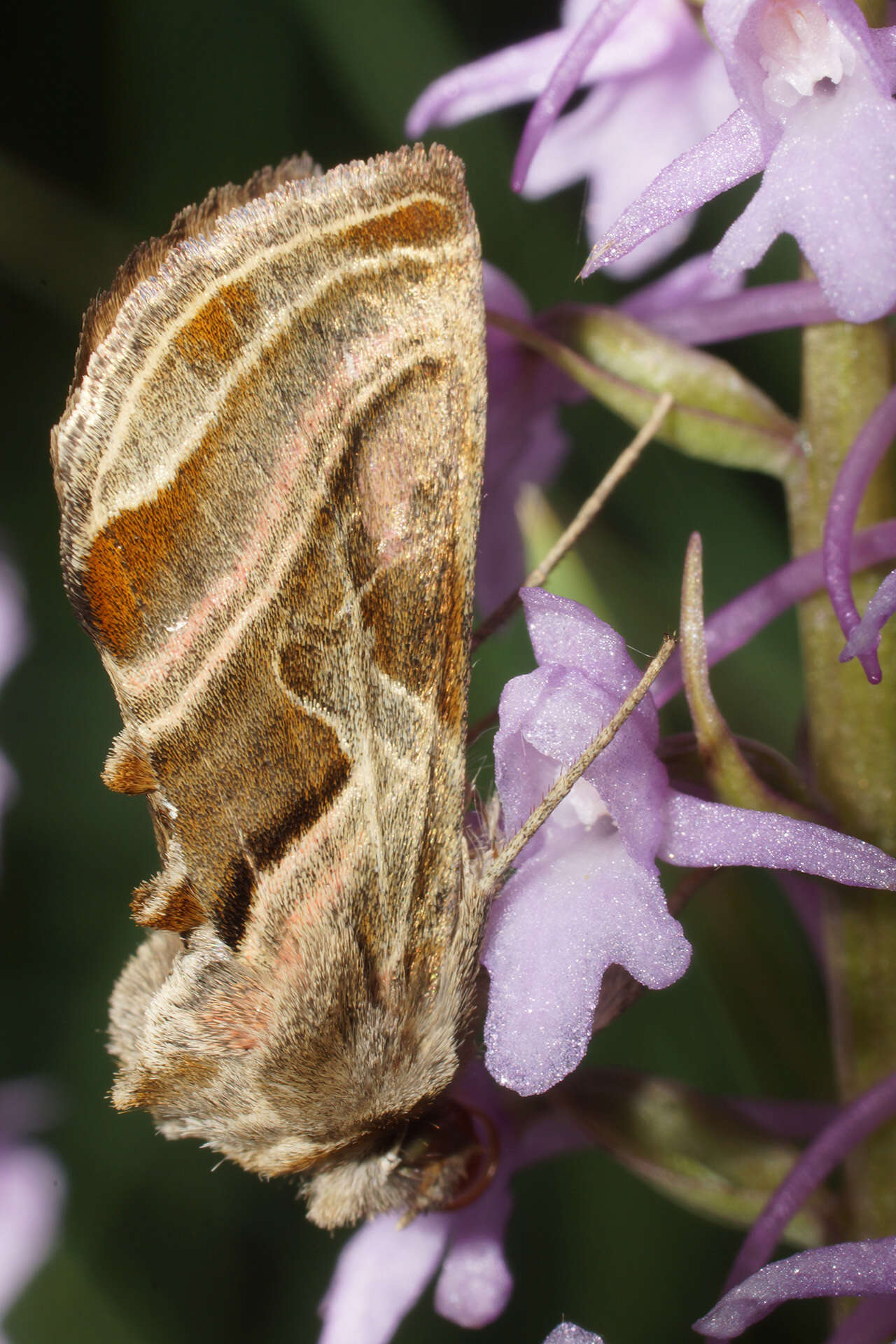 Image of Euchalcia variabilis Piller 1783