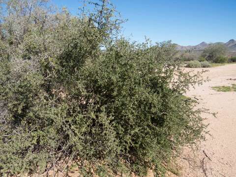 Image of Arizona desert-thorn