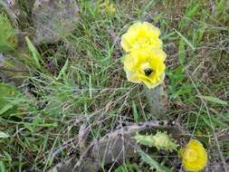 Plancia ëd Xylocopa tabaniformis Smith 1854