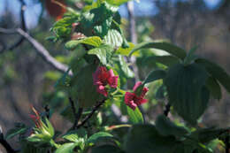 صورة Geranium arboreum A. Gray