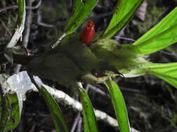 Image of Columnea dimidiata (Benth.) Kuntze