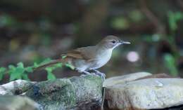 Image de Bulbul de brousse