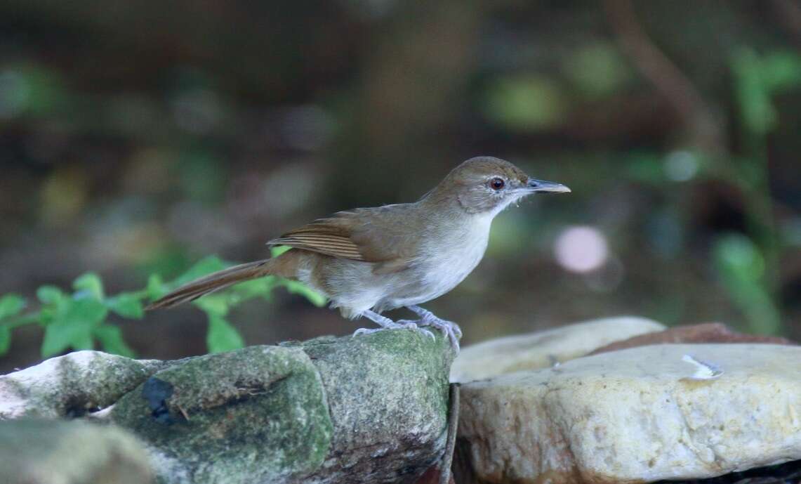 Image de Bulbul de brousse