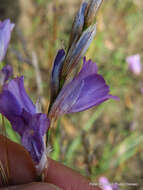 Image of Dierama floriferum Hilliard