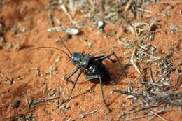 Image of Armoured Katydid