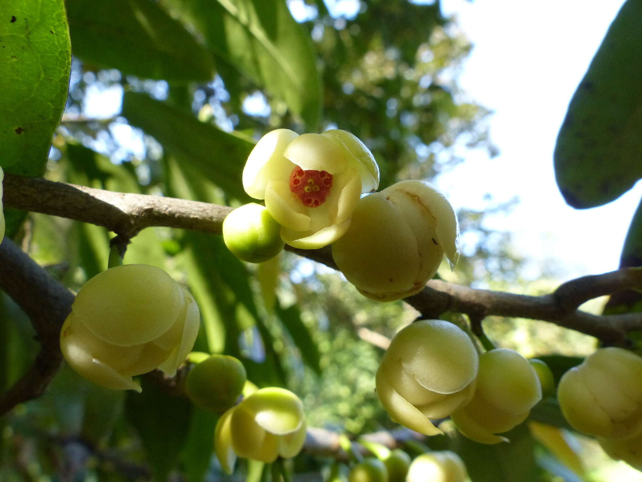 Plancia ëd Sageraea laurina Dalzell