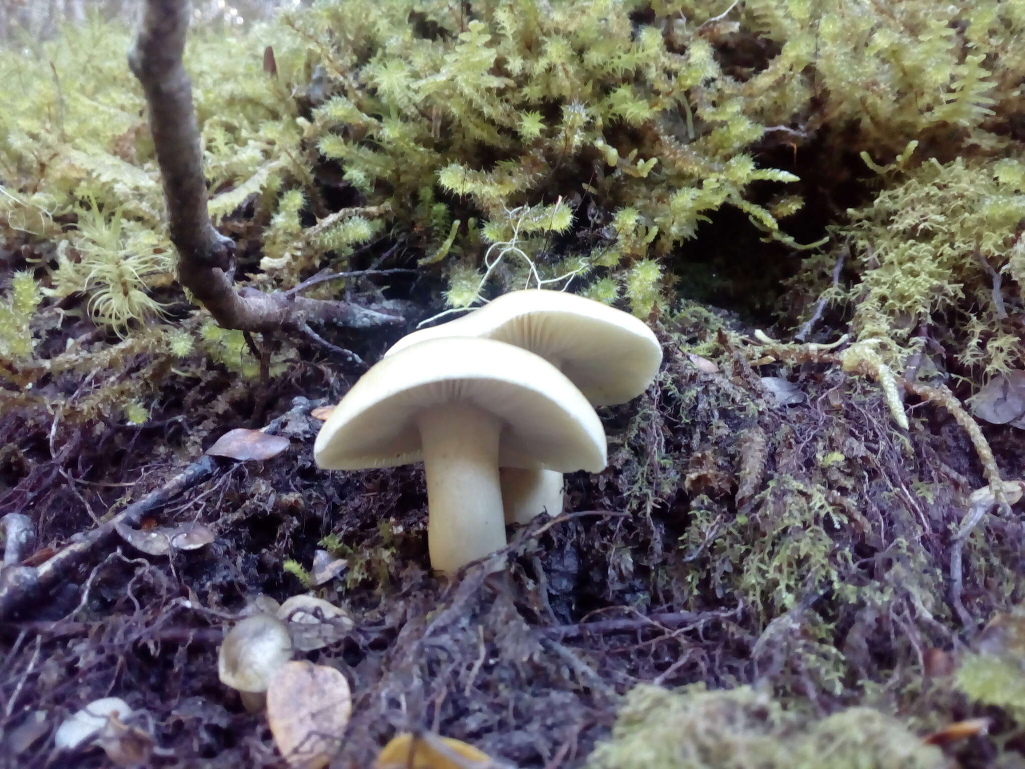 Tricholoma viridiolivaceum G. Stev. 1964 resmi