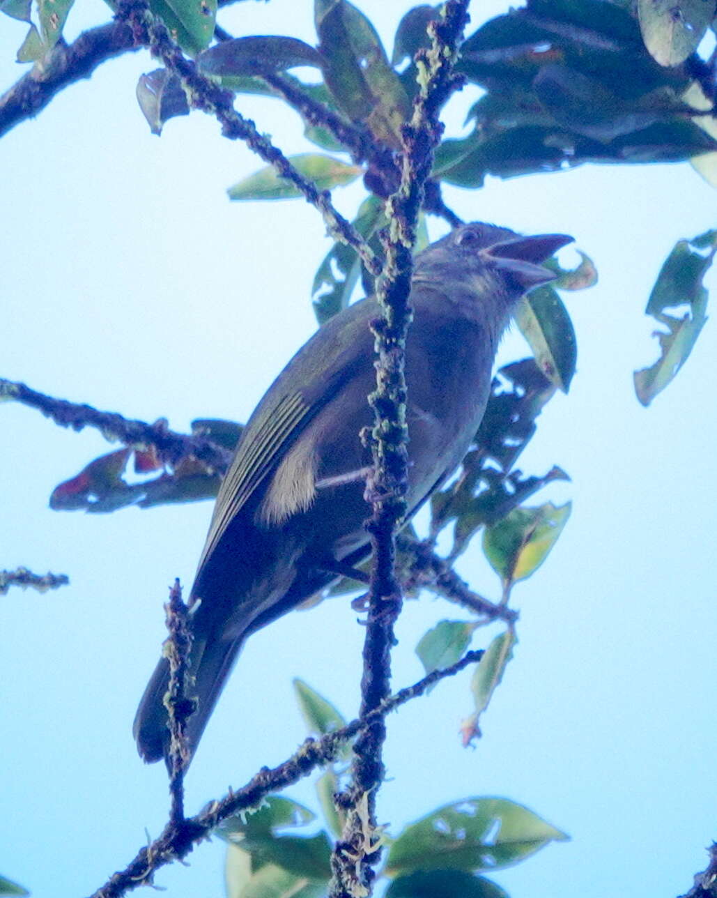 Imagem de Chlorothraupis stolzmanni dugandi Meyer de Schauensee 1948