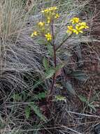 Image of Desert Ragwort