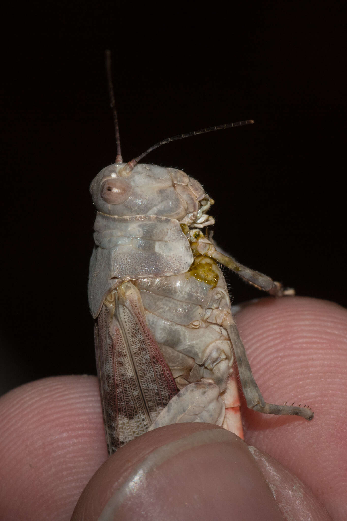 Trimerotropis melanoptera McNeill 1901 resmi