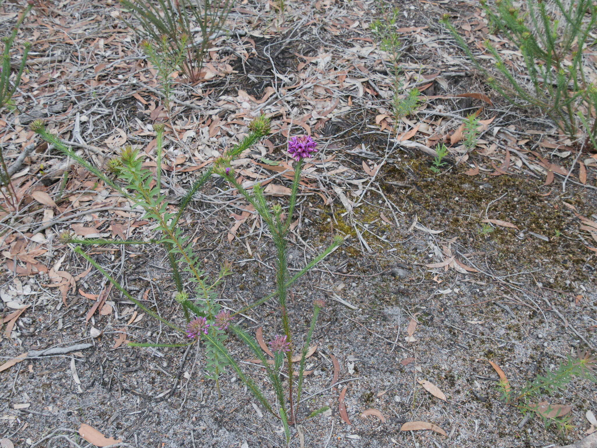 Image of Gompholobium confertum (DC.) Crisp