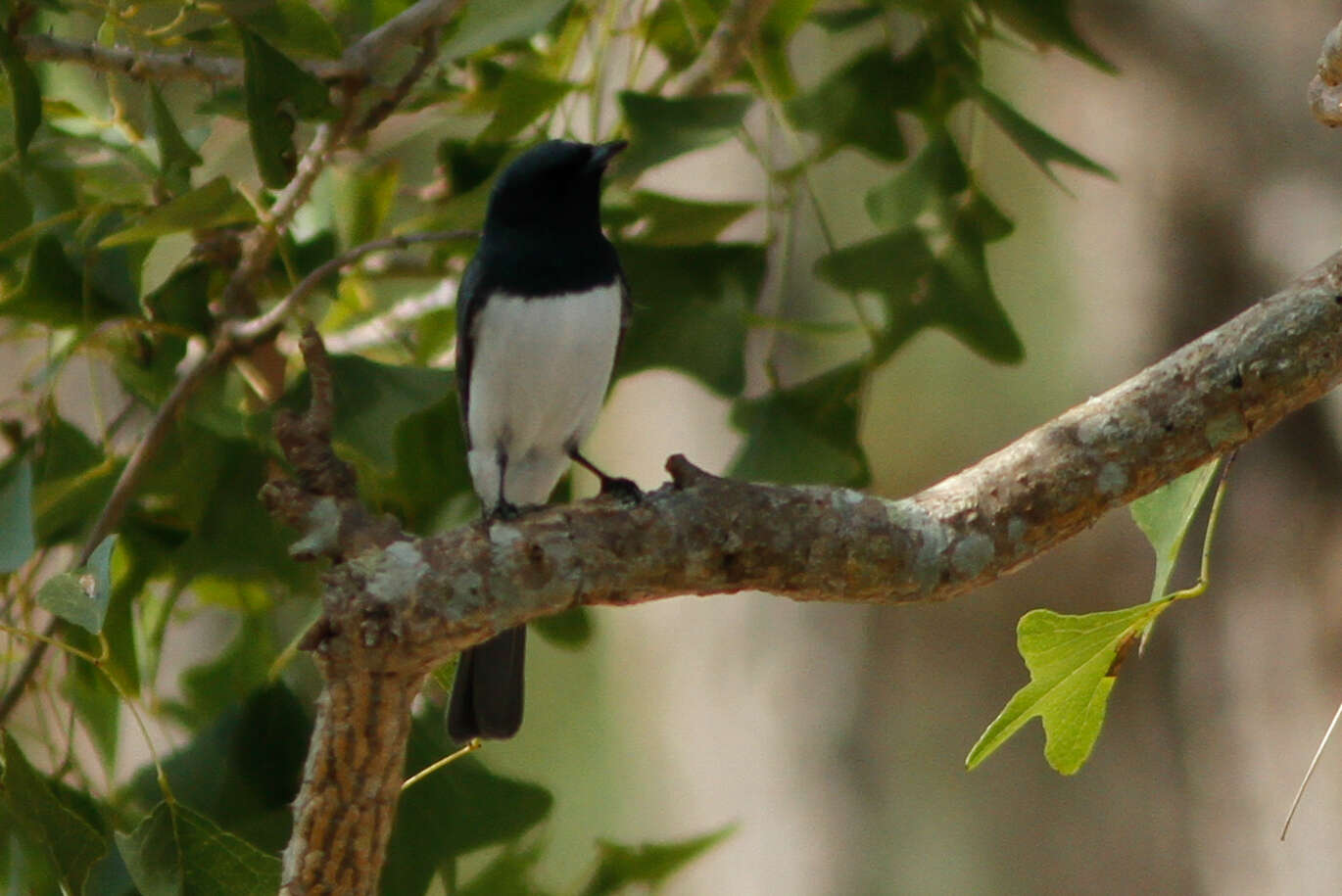 Image of Satin Flycatcher