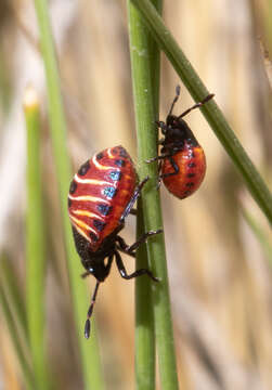 Parajalla sanguineosignata (Spinola) Spinola resmi