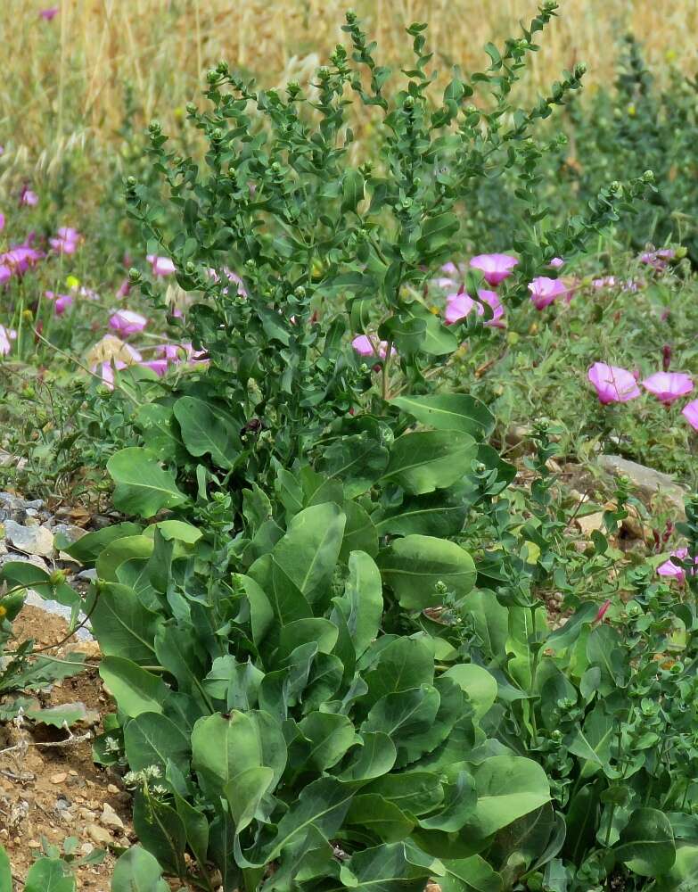 Image of Klasea cerinthifolia (Sm.) Greuter & Wagenitz