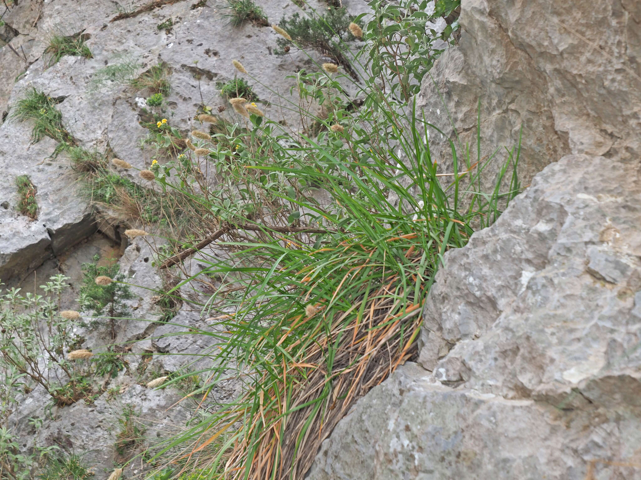 Image of Sesleria doerfleri Hayek