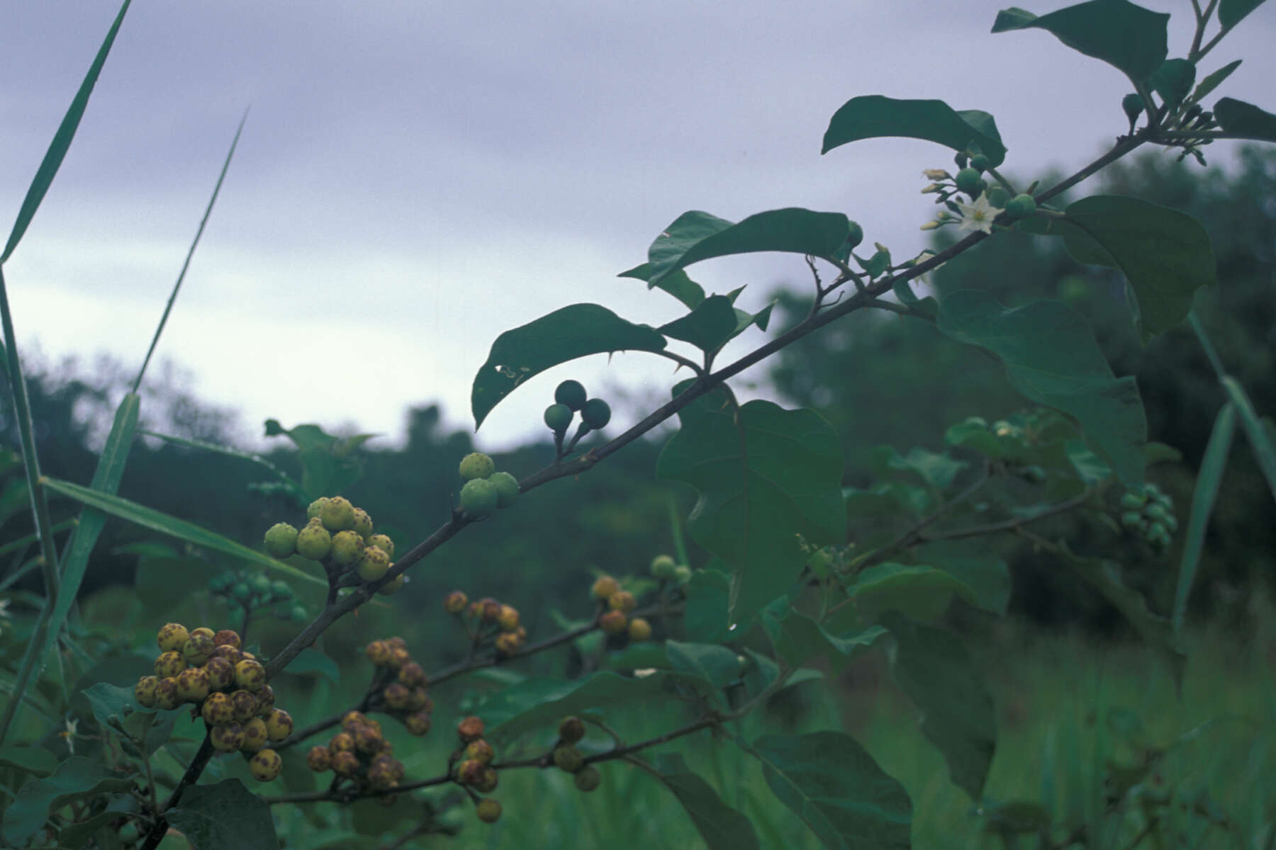 Image of turkey berry