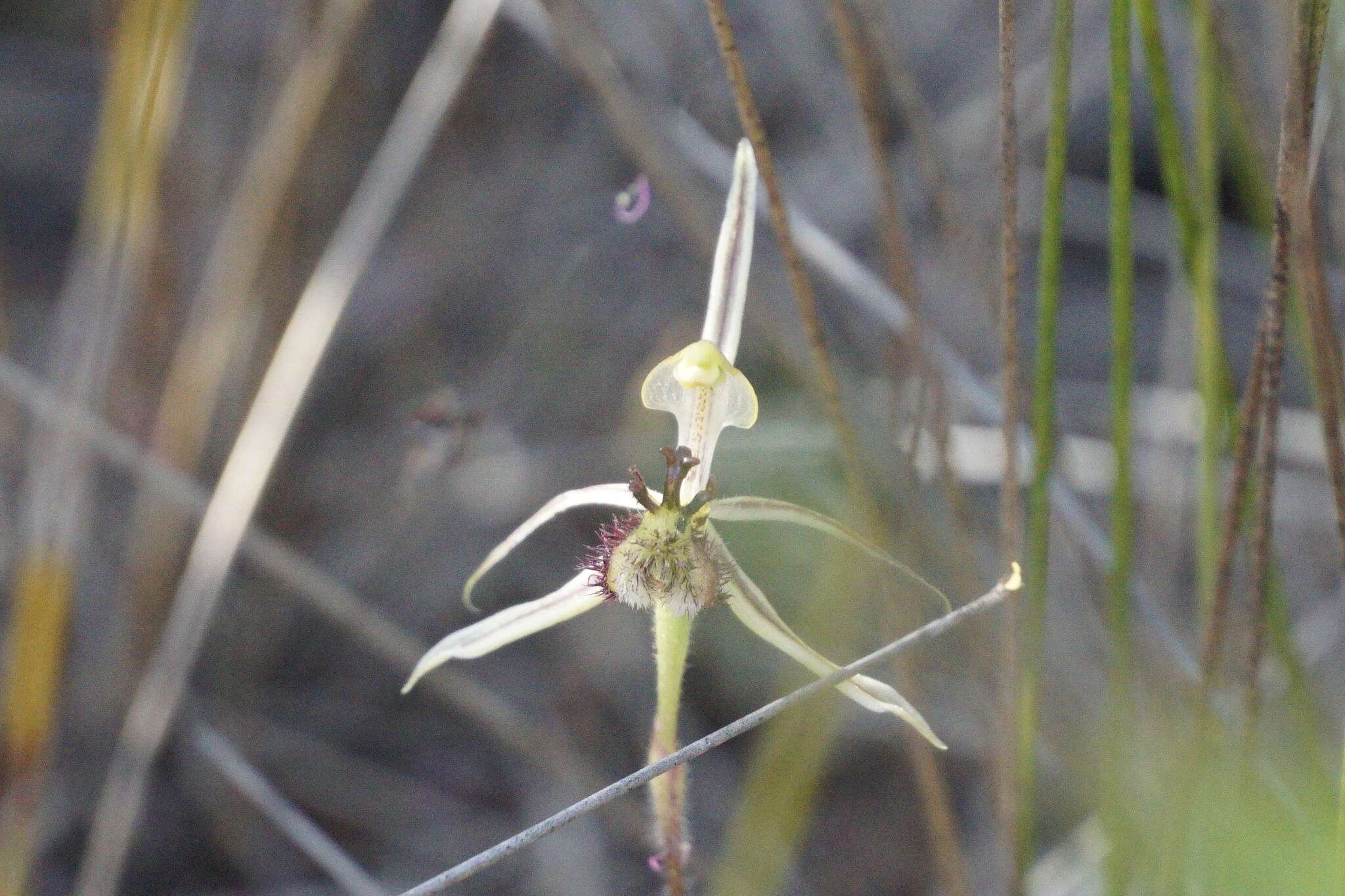 Image of Common dragon orchid