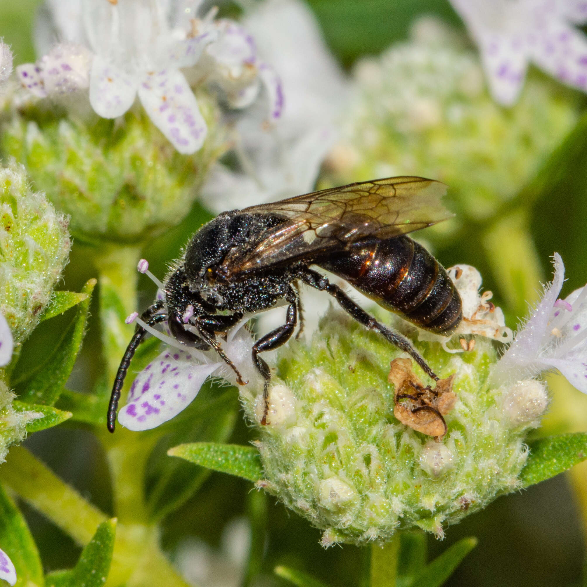 Image of Sphecodes dichrous Smith 1853