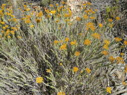 Imagem de Helichrysum hamulosum DC.