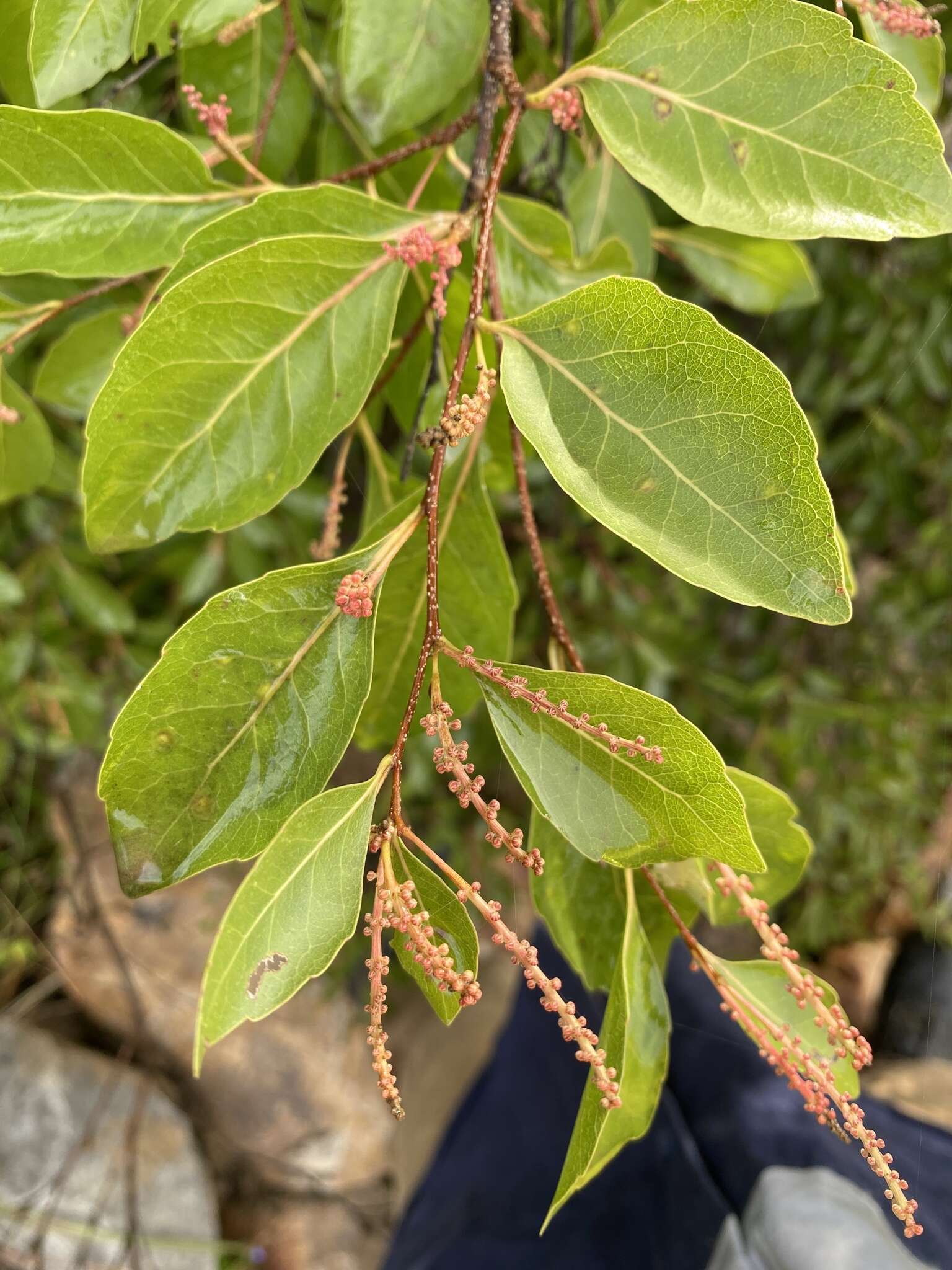 Image of Homalium brachybotrys (F. Müll.) F. Müll.