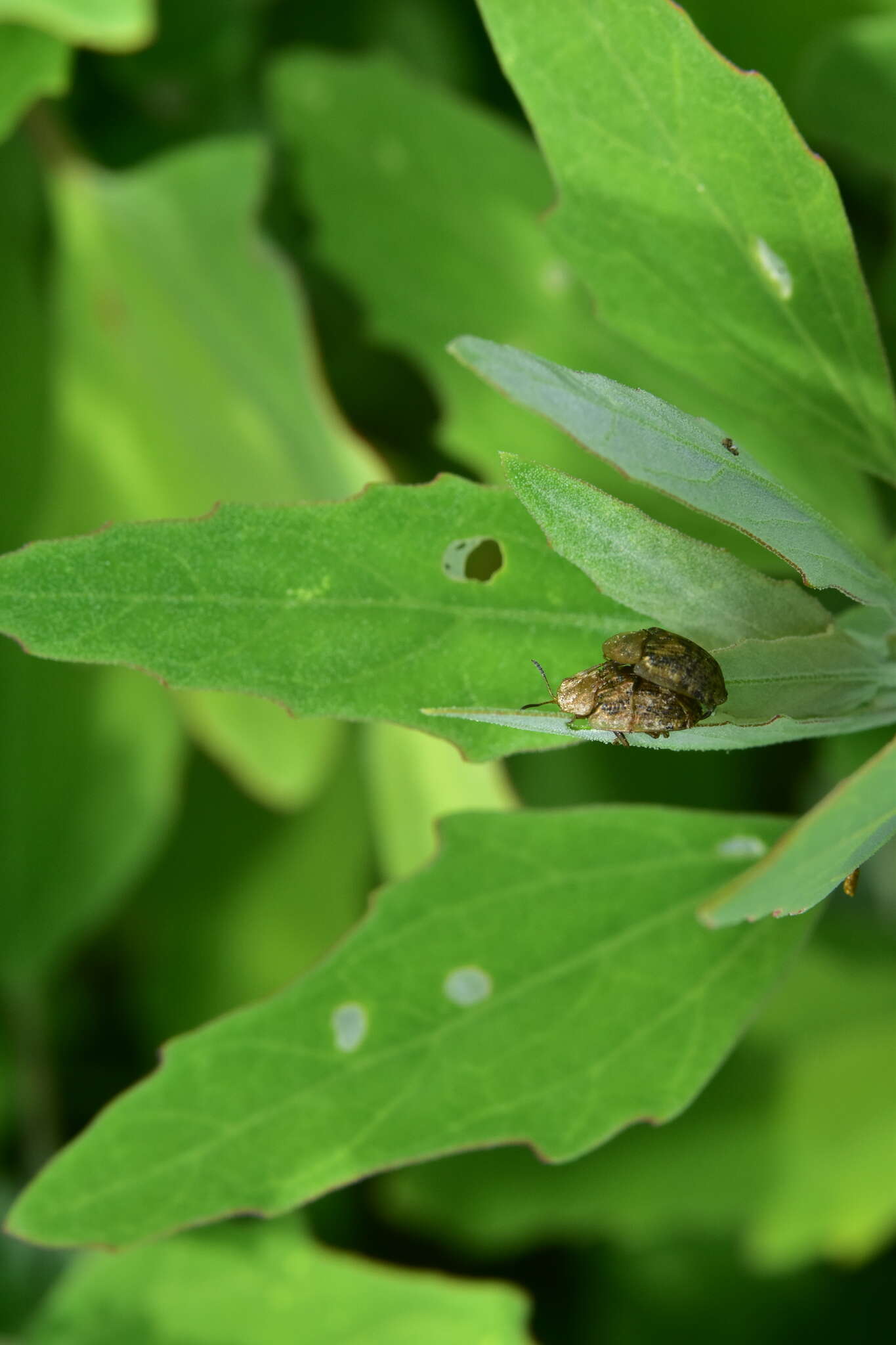 Image de Cassida (Cassida) nebulosa Linnaeus 1758