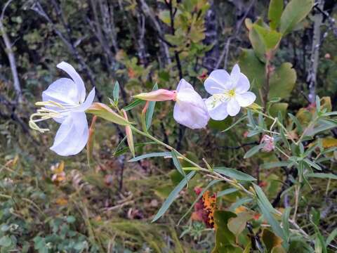 Image of Nuttall's evening primrose