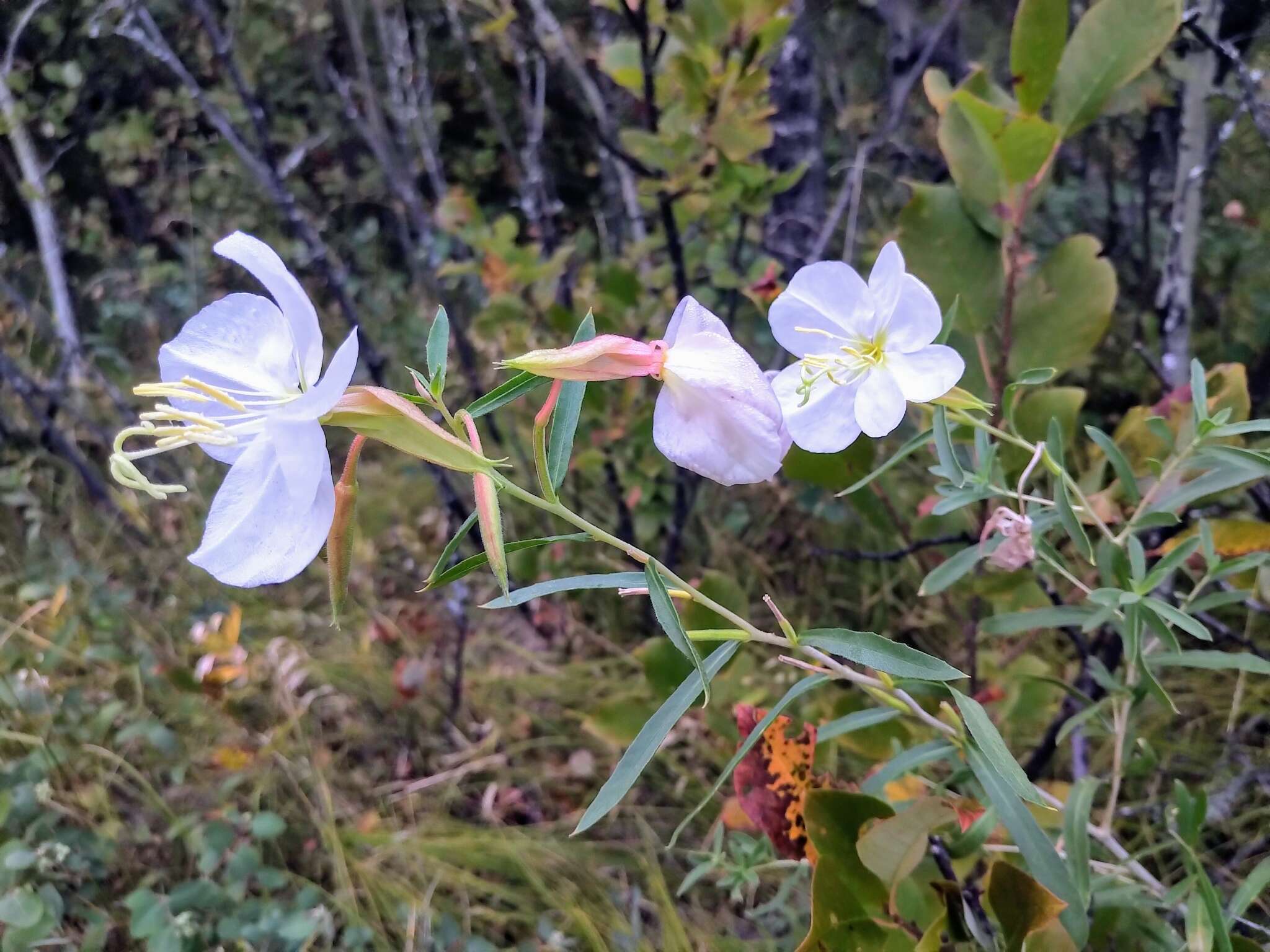 Imagem de Oenothera nuttallii Torr. & Gray