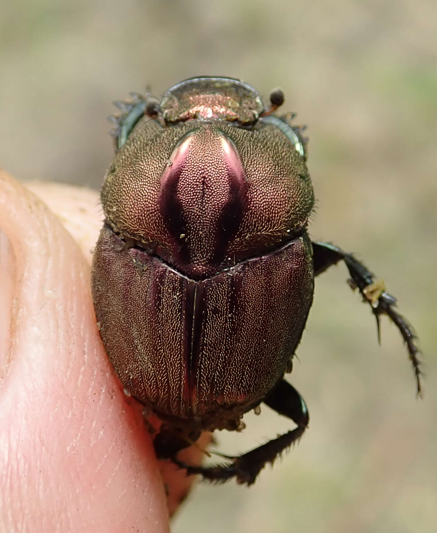 Image of Proagoderus bicallosus (Klug 1855)