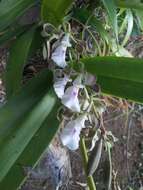 Image of Encyclia cordigera (Kunth) Dressler