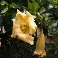 Image of chalice vine