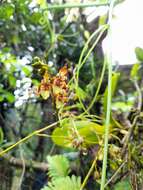 Image de Leochilus carinatus (Knowles & Westc.) Lindl.