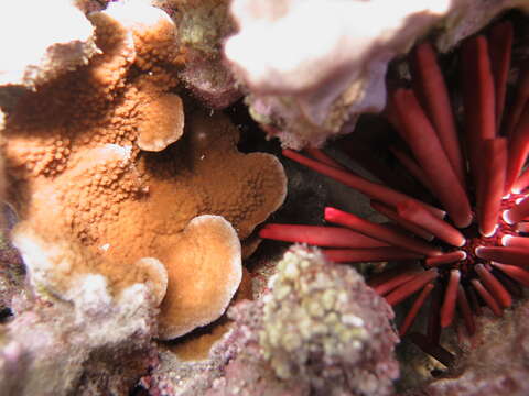 Image of pore coral