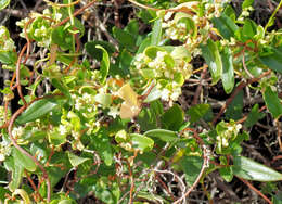 Image of Muehlenbeckia gunnii (Hook. fil.) Walp.