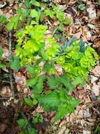 Image of Wood Spurge