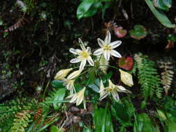 Image of Henderson's triteleia