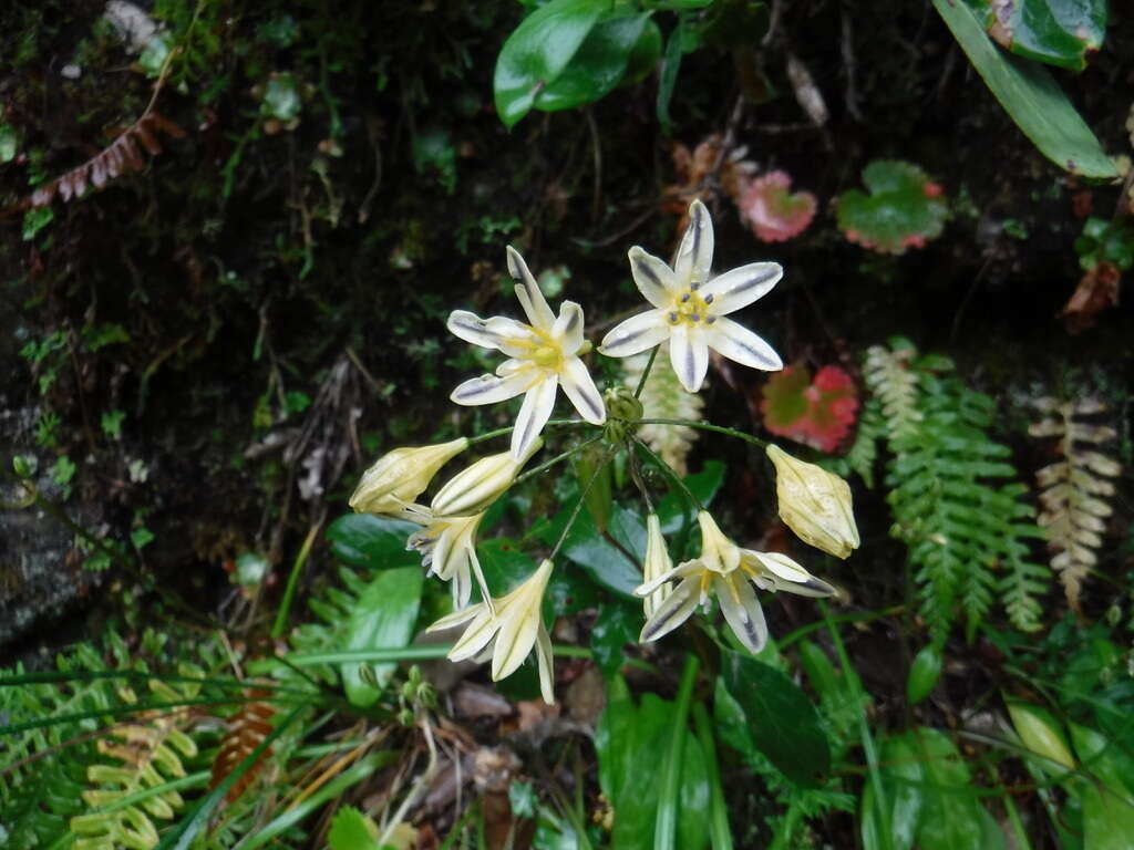 Image of Henderson's triteleia