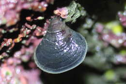 Image of Hemithiridoidea Rzhonsnitskaia 1956