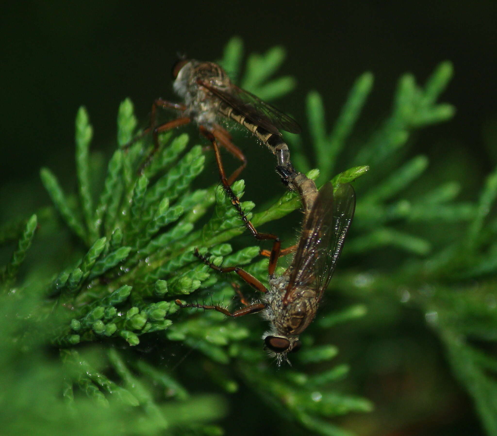 Image of Philonicus rufipennis Hine 1907