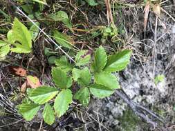 Image of northern dewberry