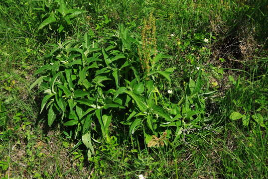 Image of Phlomis herba-venti subsp. pungens (Willd.) Maire ex De Filipps